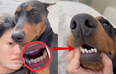 Dientes de perro igual que su dueña