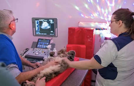 Dierenarts in Schiedam zet de discolichten aan tijdens behandeling