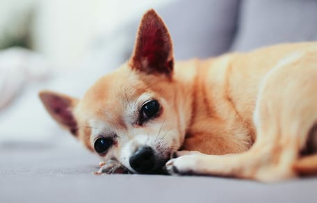Dierenartsen waarschuwen voor de pijn bij kleine hondjes