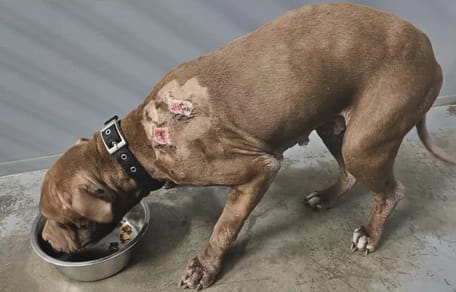 Dierenasiel laat verwaarloosde hond Emma inslapen