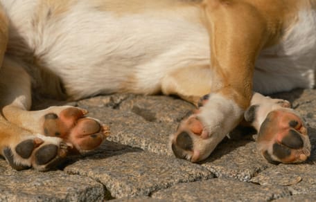 Dierenpolitie slaat alarm vanwege hoge asfalttemperatuur