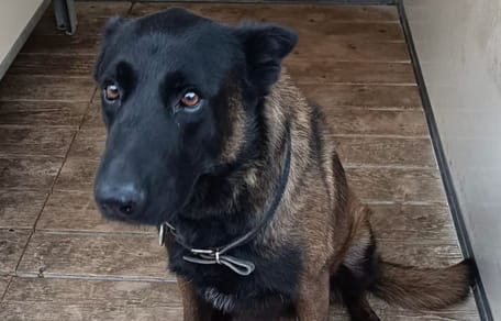 Dino, chien policier