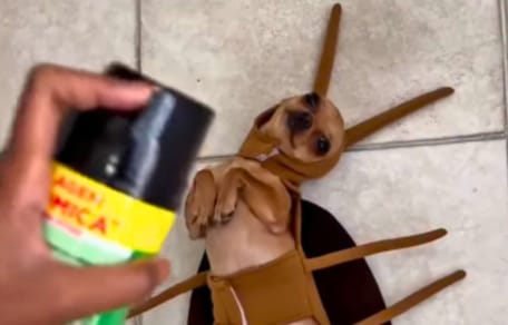 disfraz carnaval perro