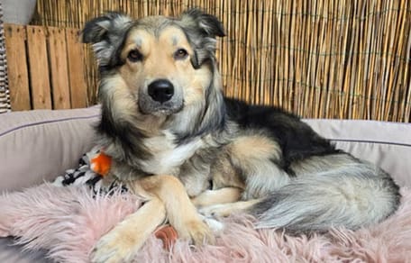 Django, de hond uit Roemenië op zoek naar een nieuw thuis