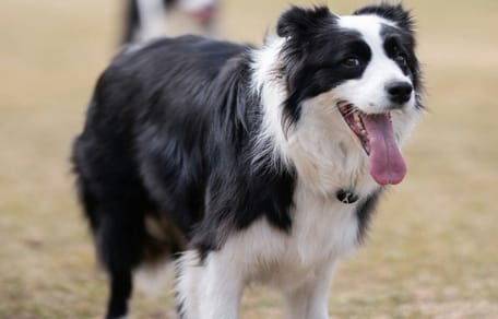 Do Border Collies shed: Border Collie standing on grass