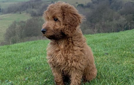 Do Cockapoo dogs shed?