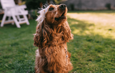 Do Cocker Spaniels bark a lot?: Cocker Spaniel at home with owner