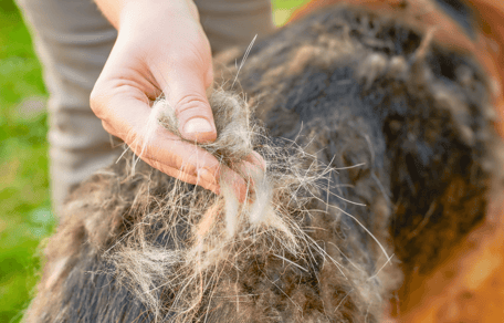 Do German Shepherd dogs shed: Owner grooming German Shepherd