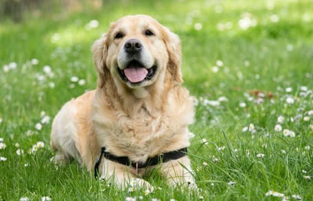Do Golden Retrievers bark a lot: Golden Retriever in grass