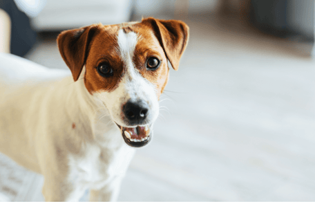 Do Jack Russells shed: Jack Russell with owner