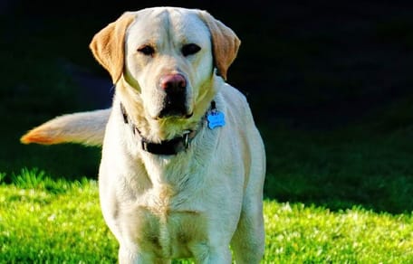 Do labradors bark a lot? yellow Labrador