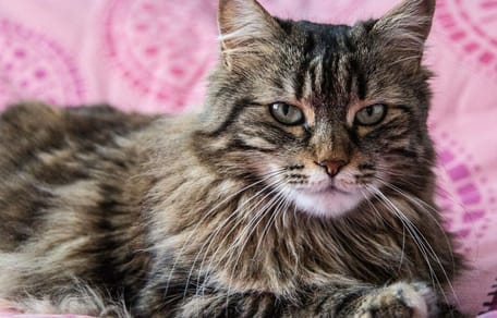 Do Maine Coon cats shed: Maine Coon cat