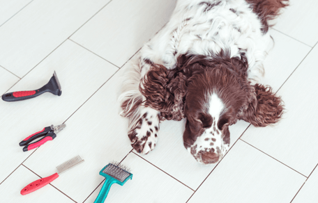 Do Springer Spaniels shed: Springer Spaniel