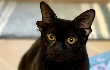 Dobby, le chat noir qui a 4 oreilles