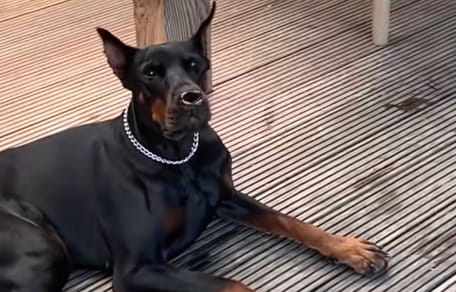 Doberman et papillon