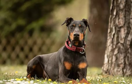 Dobermann Tyson