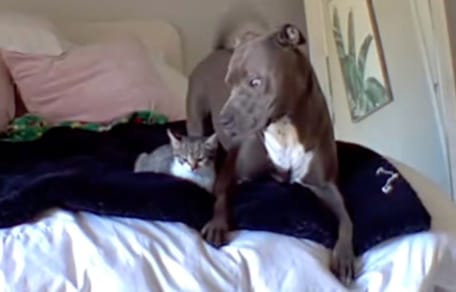 Hond en kitten alleen thuis: beelden van hun geheime streken gaan viraal