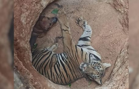 Dog and tiger in pit