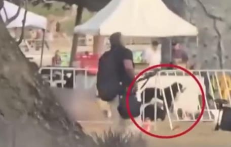 Dog at site of Bondi beach attack