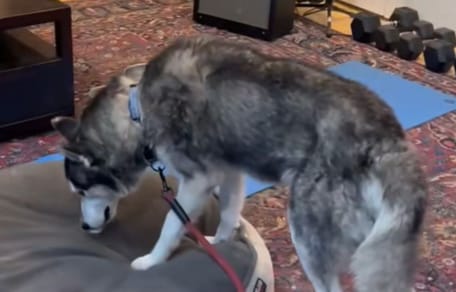 Cama para perro