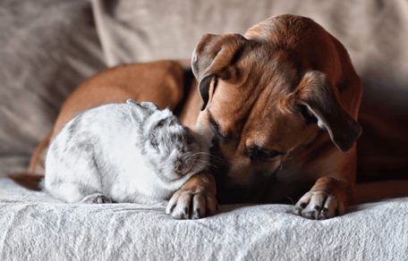 Dog breeds that get along with rabbits: Dog and rabbit in garden