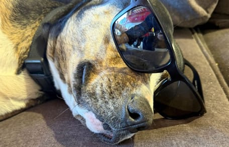 hond brandweerlieden