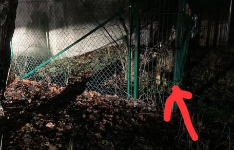 Perra encontrada tras ser abandonada en una protectora