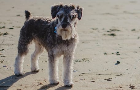 Dog on beach