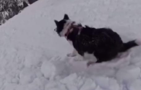 Dog on ski slope