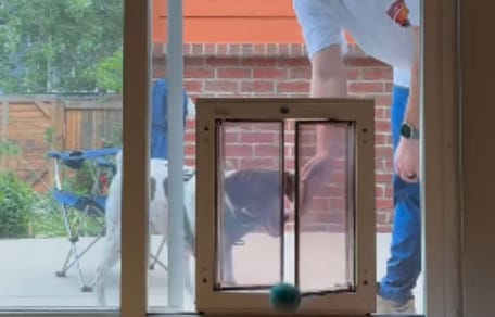 Dog outside of dog door