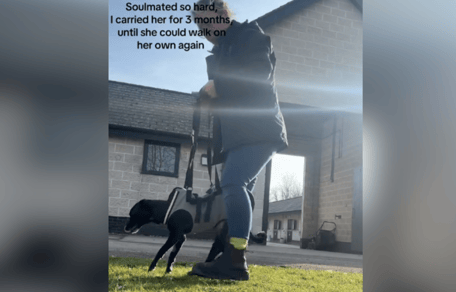 Dog owner helping paralysed dog to walk