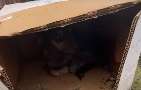 Dog peering out of cardboard box