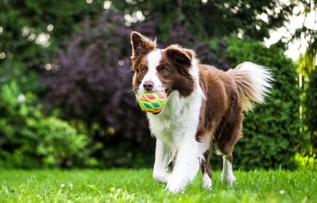 Dog running with ball in mouth