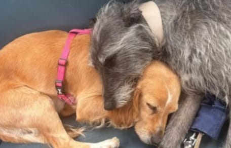 Dog's stolen from car