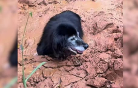 Dog stuck in mud