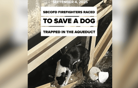 Dog stuck on aqueduct