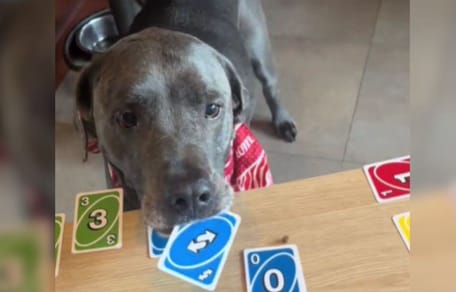 Dog with blue Uno cards in mouth
