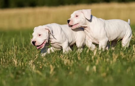 dogo