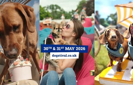 Dogs enjoying Dogstival