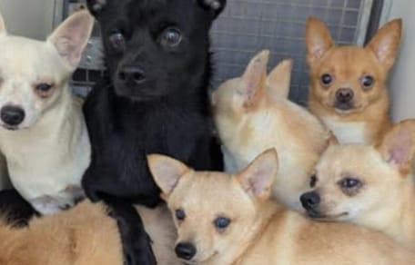 Dogs rescued from house