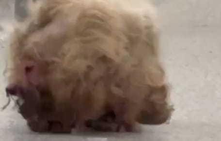 Dolly la cagnolina