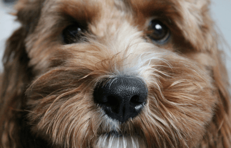 Doodle crossbreed looking at camera