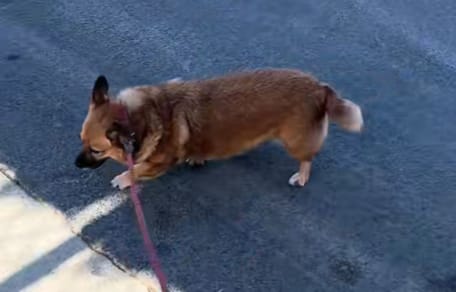 Doris the dog