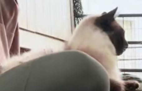 Dreamer le chat