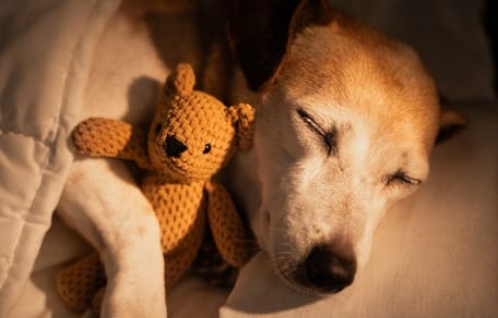 No estás loco por llorar la muerte de tu perro: el duelo animal existe y merece respeto