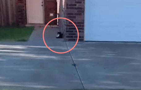 dueños se mudan y dejan gato