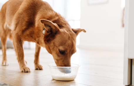 Dürfen Hunde Kartoffelbrei Mit Milch Essen Wamiz - Alles aus der Welt der Hunde und Katzen