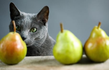 Mag een kat peer eten?