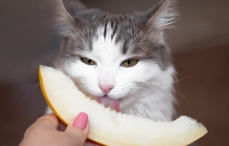 Mag een kat meloen eten?