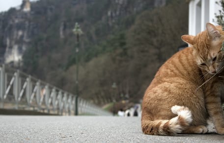 Duitse kattennamen